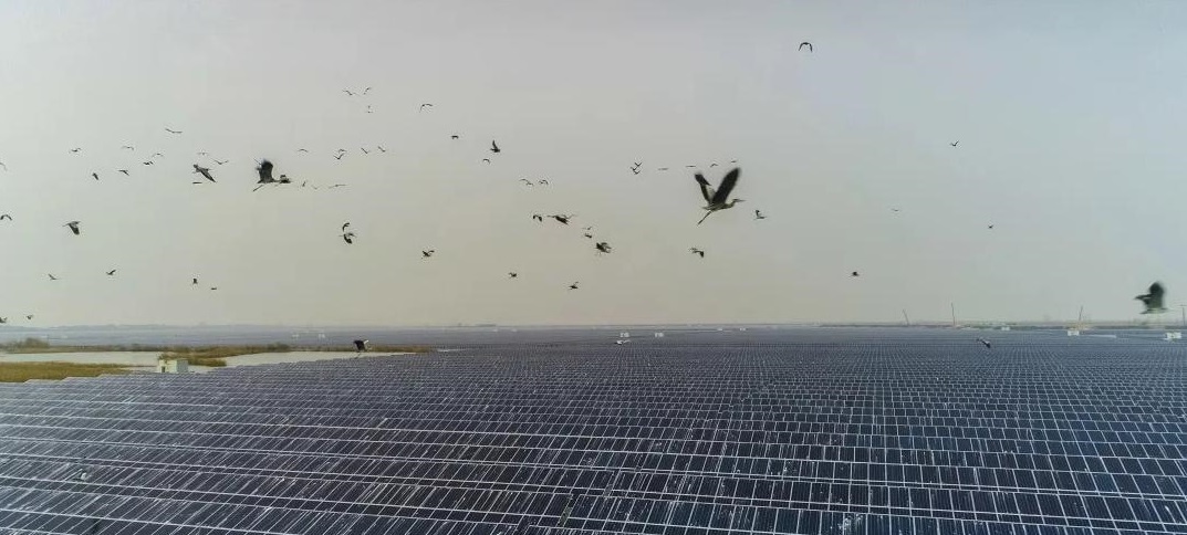 solar panel bird proofing (1).jpeg