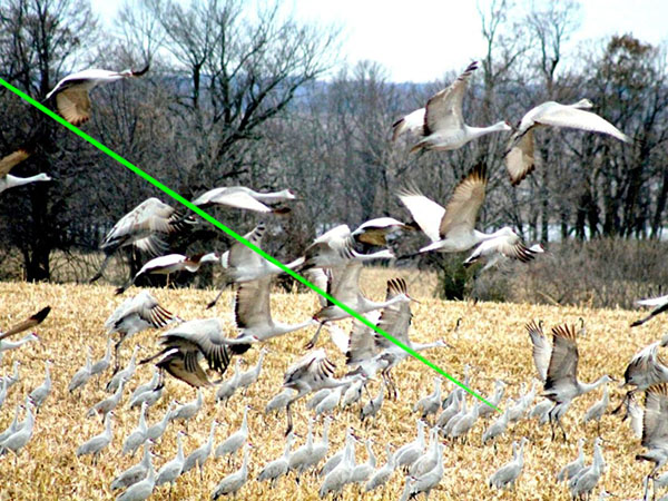 Robot effaroucheur d’oiseaux laser agricole moderne,effaroucheur d’oiseaux au laser, agriculture moderne, robot-Société de technologie de dissuasion laser