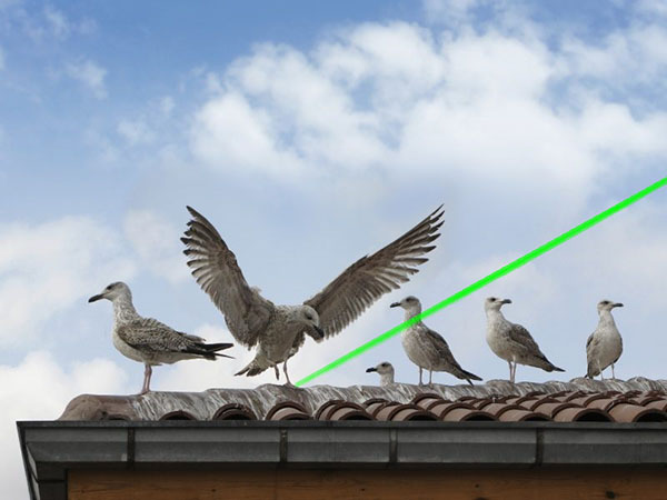 Système de dissuasion des oiseaux au laser pour élevage de poulets,répulsif d’oiseau de laser, ferme de poulet, système-Société de technologie de dissuasion laser