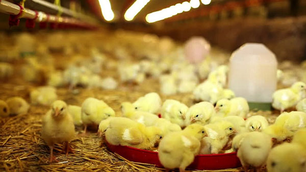 Système de dissuasion des oiseaux au laser pour élevage de poulets,répulsif d’oiseau de laser, ferme de poulet, système-Société de technologie de dissuasion laser