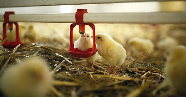 Dissuasion d’oiseaux au laser pour élevage de poulets intelligent