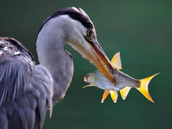 Smart fish farming laser bird deterrent,laser anti-oiseaux, Smart, poisson-Société de technologie de dissuasion laser