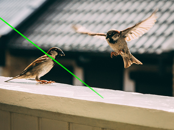 Répulsif à oiseaux laser pour bâtiments portables,effarouchement des oiseaux au laser, portatif, bâtiments-Société de technologie de dissuasion laser