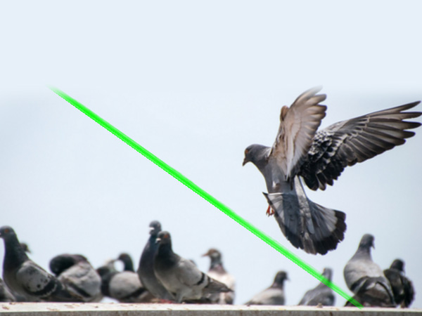 Dissuasion d’oiseaux laser d’usine portable,effarouchement des oiseaux au laser, Portable, usine-Société de technologie de dissuasion laser