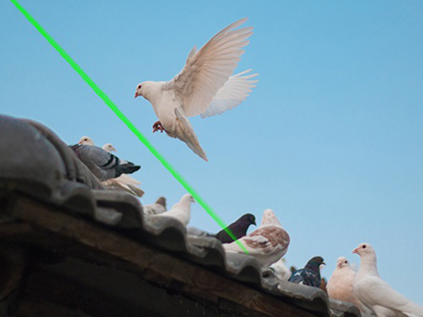 Dispositif intelligent de dissuasion des oiseaux au laser pour le toit de l’usine,laser anti-oiseaux, Smart, toit végétal-Société de technologie de dissuasion laser