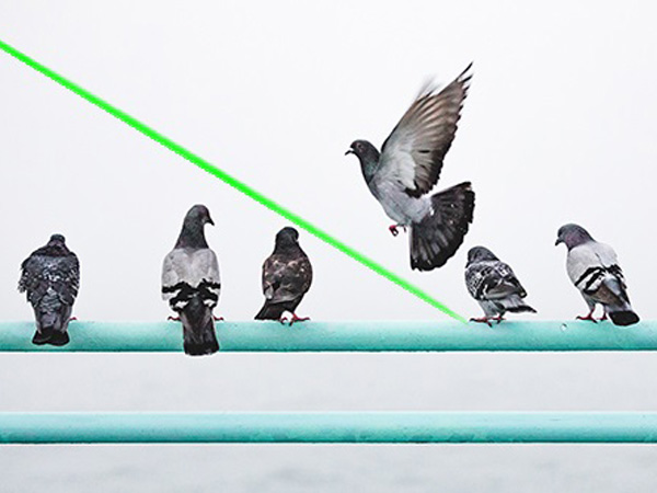 Répulsifs laser pour oiseaux domestiques,répulsifs d’oiseaux au laser, Toit de la maison-Société de technologie de dissuasion laser