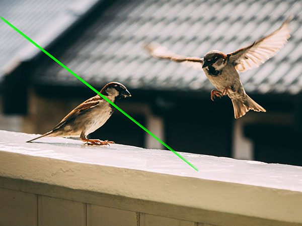 Répulsifs d’oiseaux laser portables pour la maison