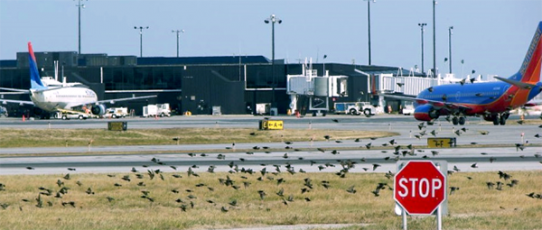 Systèmes portables d’effarouchement des oiseaux au laser pour aéroports