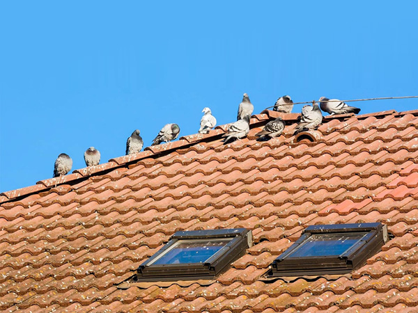 Répulsifs laser pour oiseaux de toit de maison